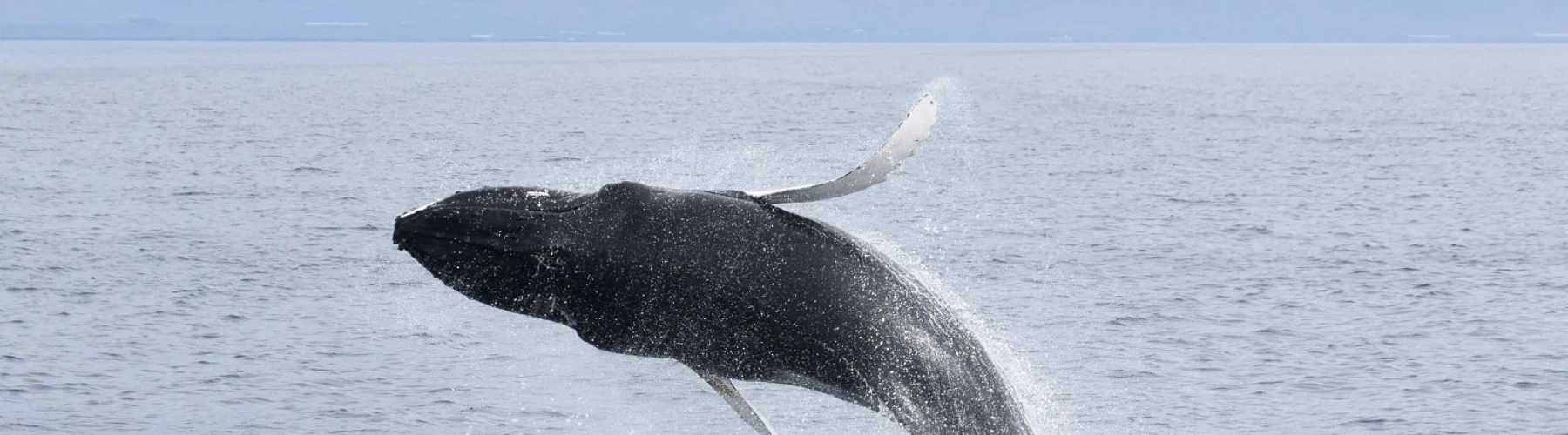 Akureyri: Whale Watching | Booknordics AS