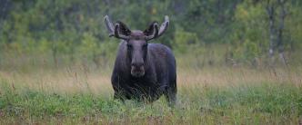 From Bodø: Moose Safari with Moose Guarantee